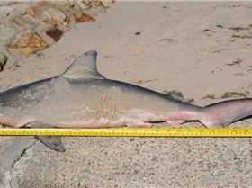 Small Bull Shark