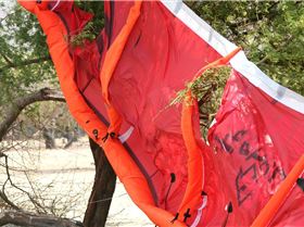 Kite in the bush - Need Kitefix