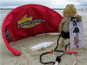 Dinkys telegraph photos