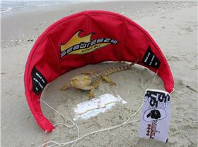 Dinkys telegraph photos