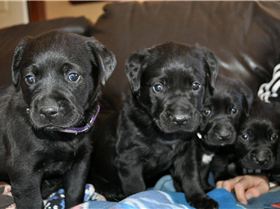 pups 4 sale   golden retreiver cross mastif/boxer