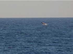 Whale off Dee Why October