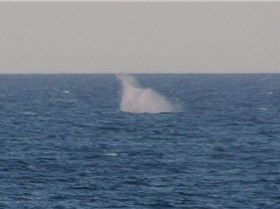 Whale off Dee Why October