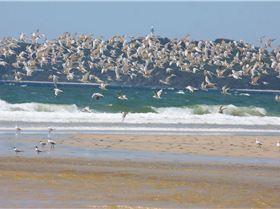 feathered kiters.........