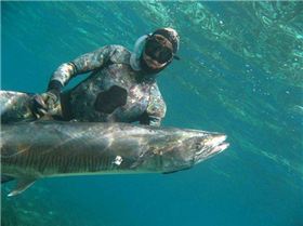 Narrow Barred Spanish Mackeral