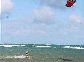 The Dog pack and friends