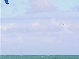 The Dog pack and friends