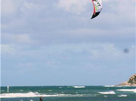 The Dog pack and friends