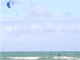 The Dog pack and friends