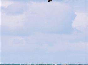 The Dog pack and friends