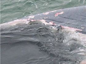 Feeding time, approx. 80 foot Blue Wale