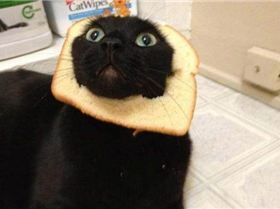 inbread cat