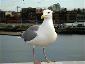 seagull