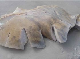 White Pointer bite from a whale