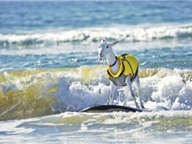 Sponsorship required