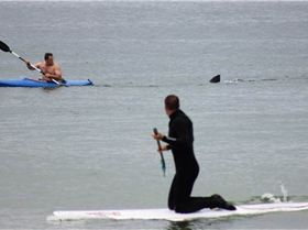 shark-Nauset-cape- 2272255b