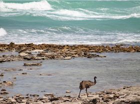 Chicks on the Beach