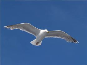 seagull