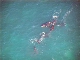 163860 10150110820448373 7755007 n