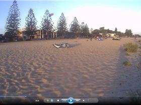 kite landing on the tree