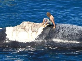 Harrison rides the whale