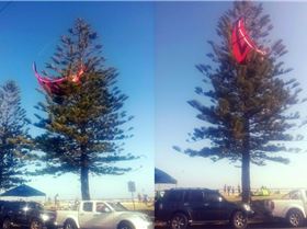 Big Red, setting up nest for the night