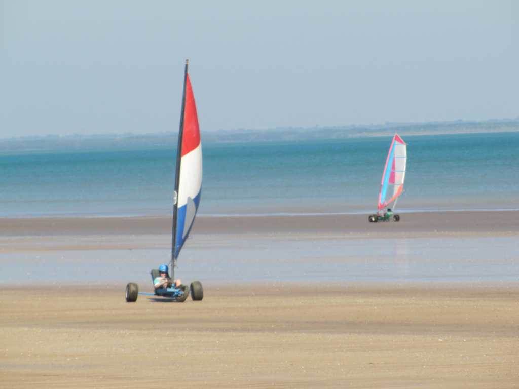 mudskipper and blue swimmer