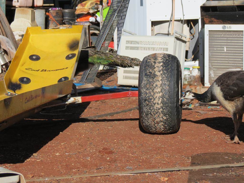 Cool bananas rear wheel camber