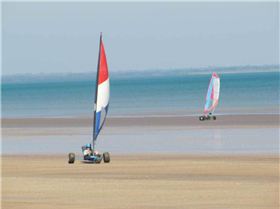 mudskipper and blue swimmer