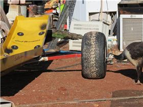 Cool bananas rear wheel camber