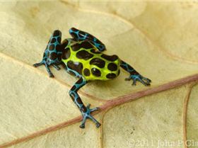 frog Blue Green and Black