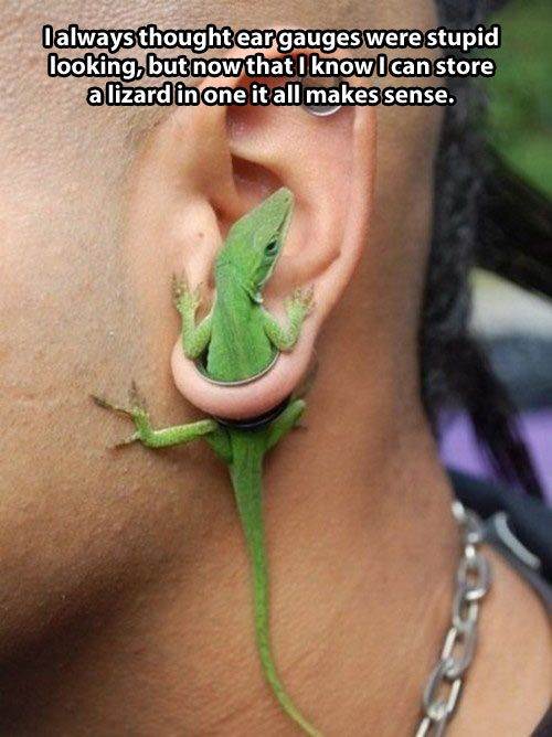 ear-gauges