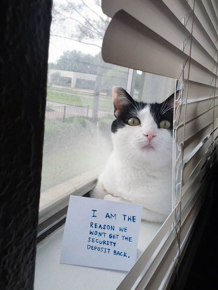 cat-shaming-22  605