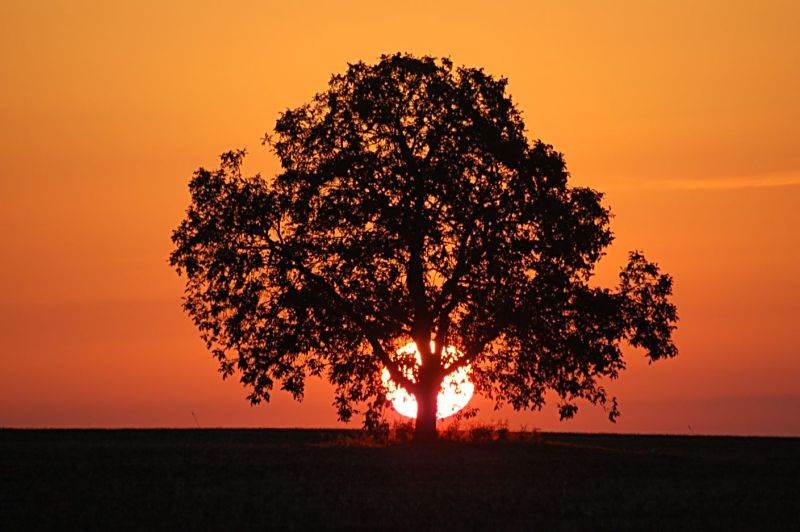 sunset tree s