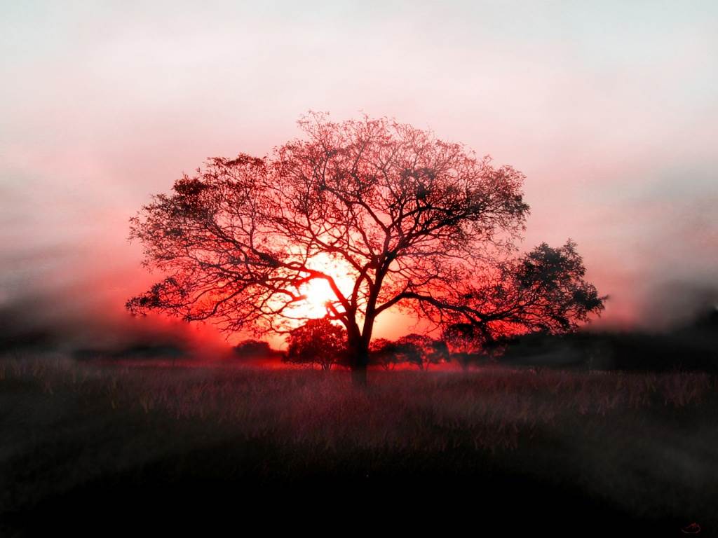 ws Sunset tree 1024x768