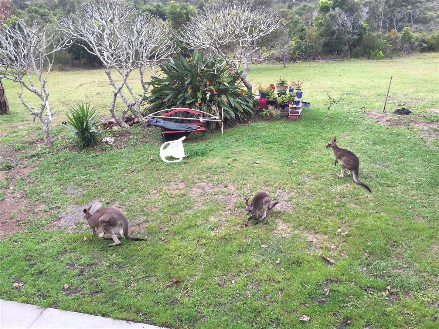 frequent visitors- good lawn mowers