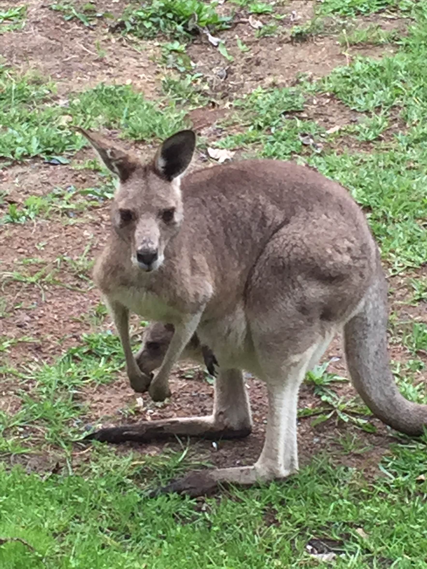 frequent visitors- good lawn mowers