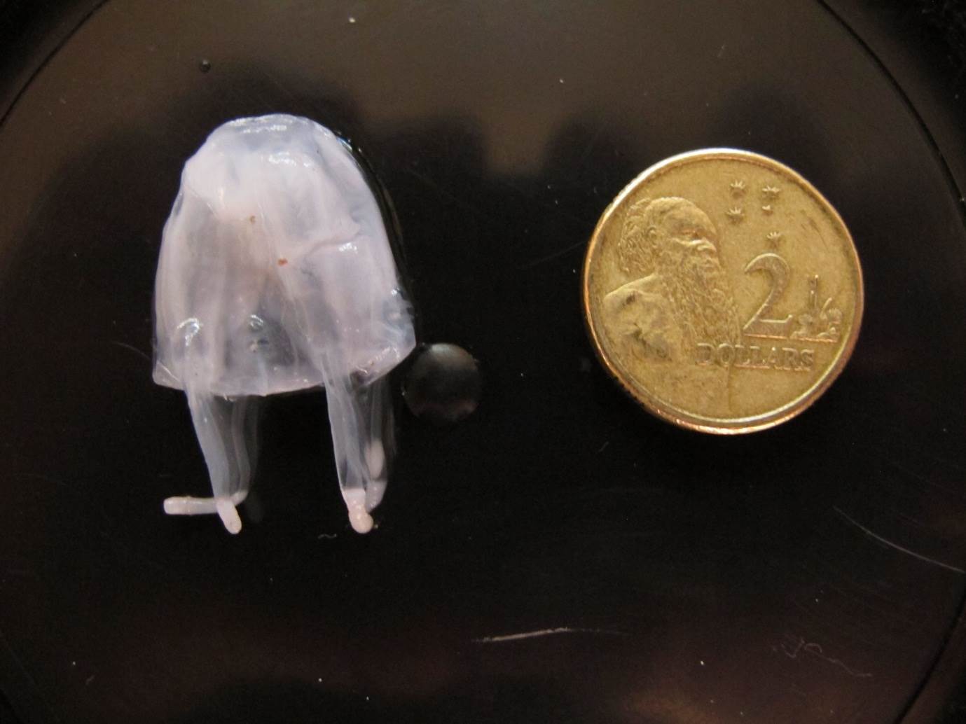 Irukandji jellyfish
