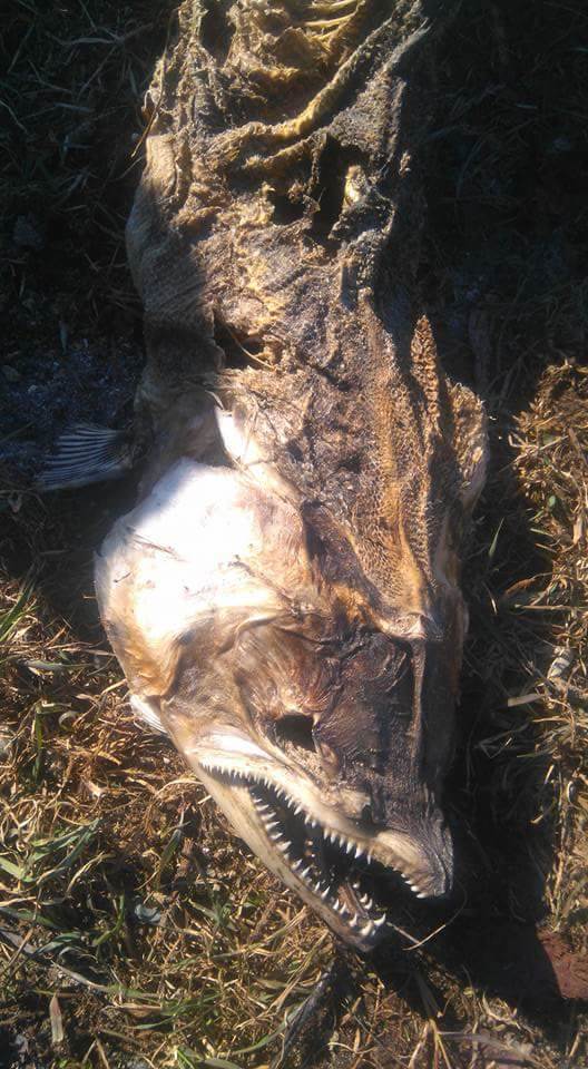 FB IMG 1492313842584