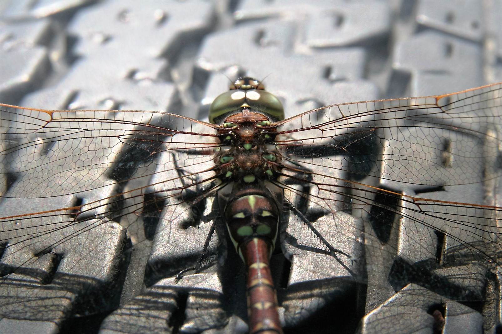 Dragon Fly 2