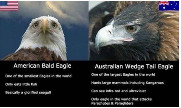eagles