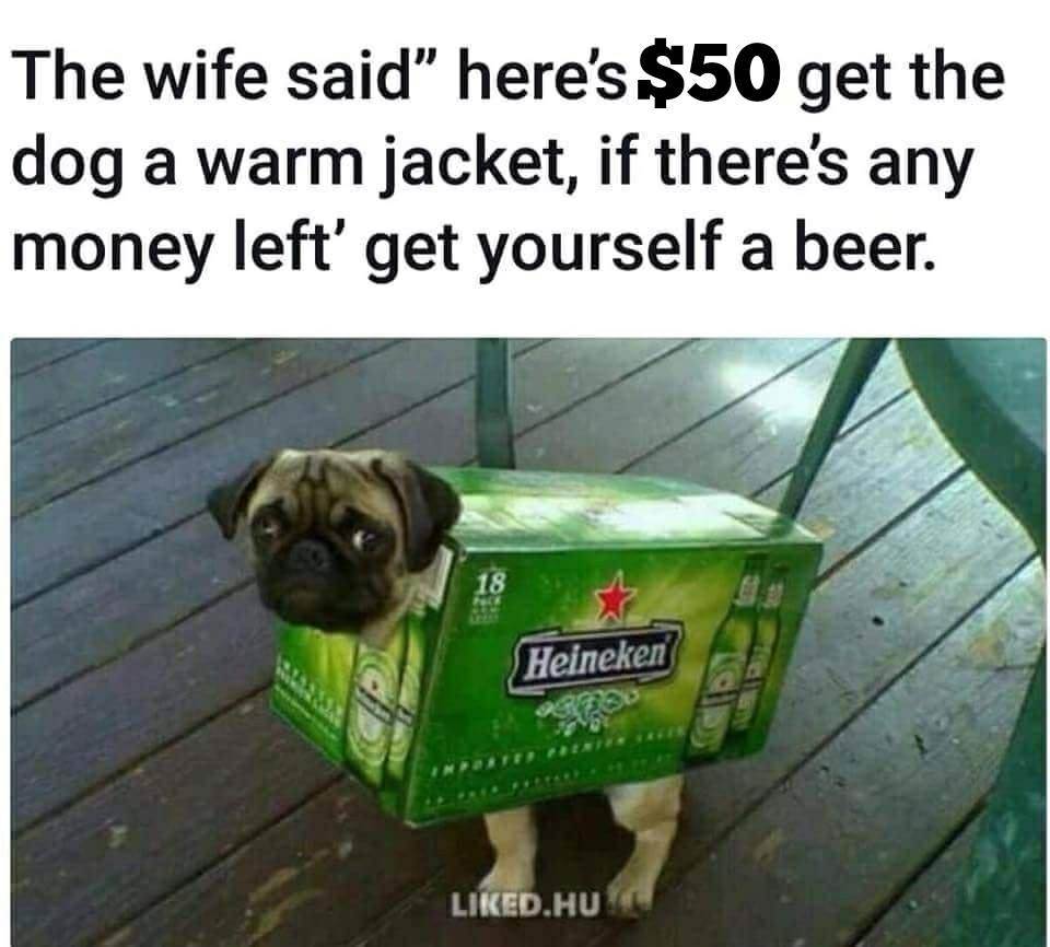 Dog jacket