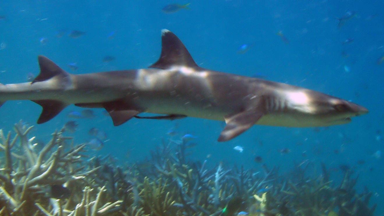 Reef Shark