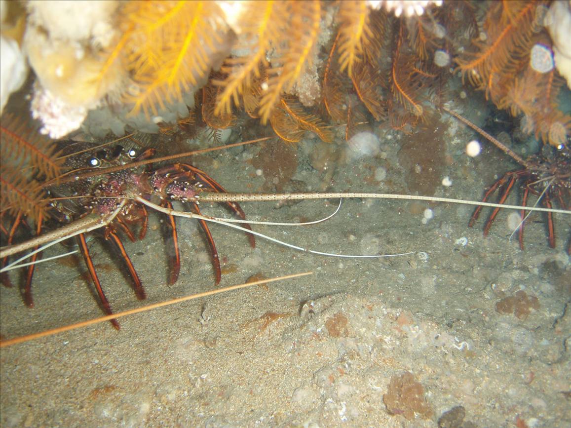 western rock lobster