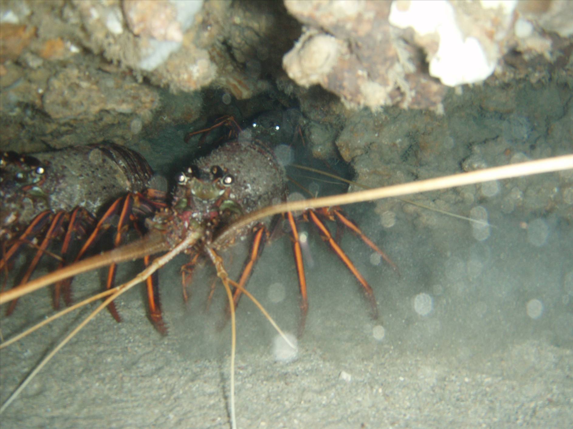 western rock lobster