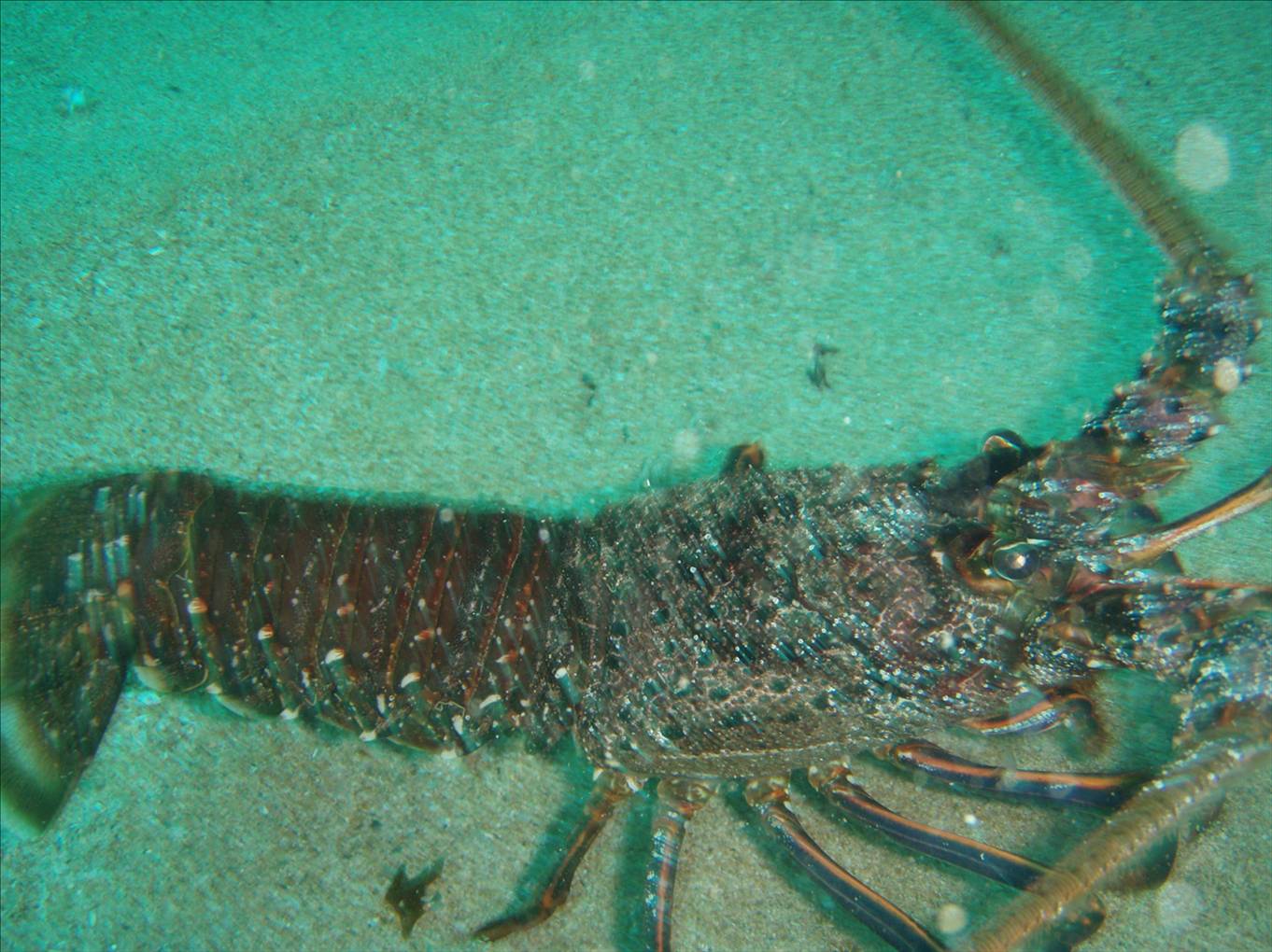 western rock lobster