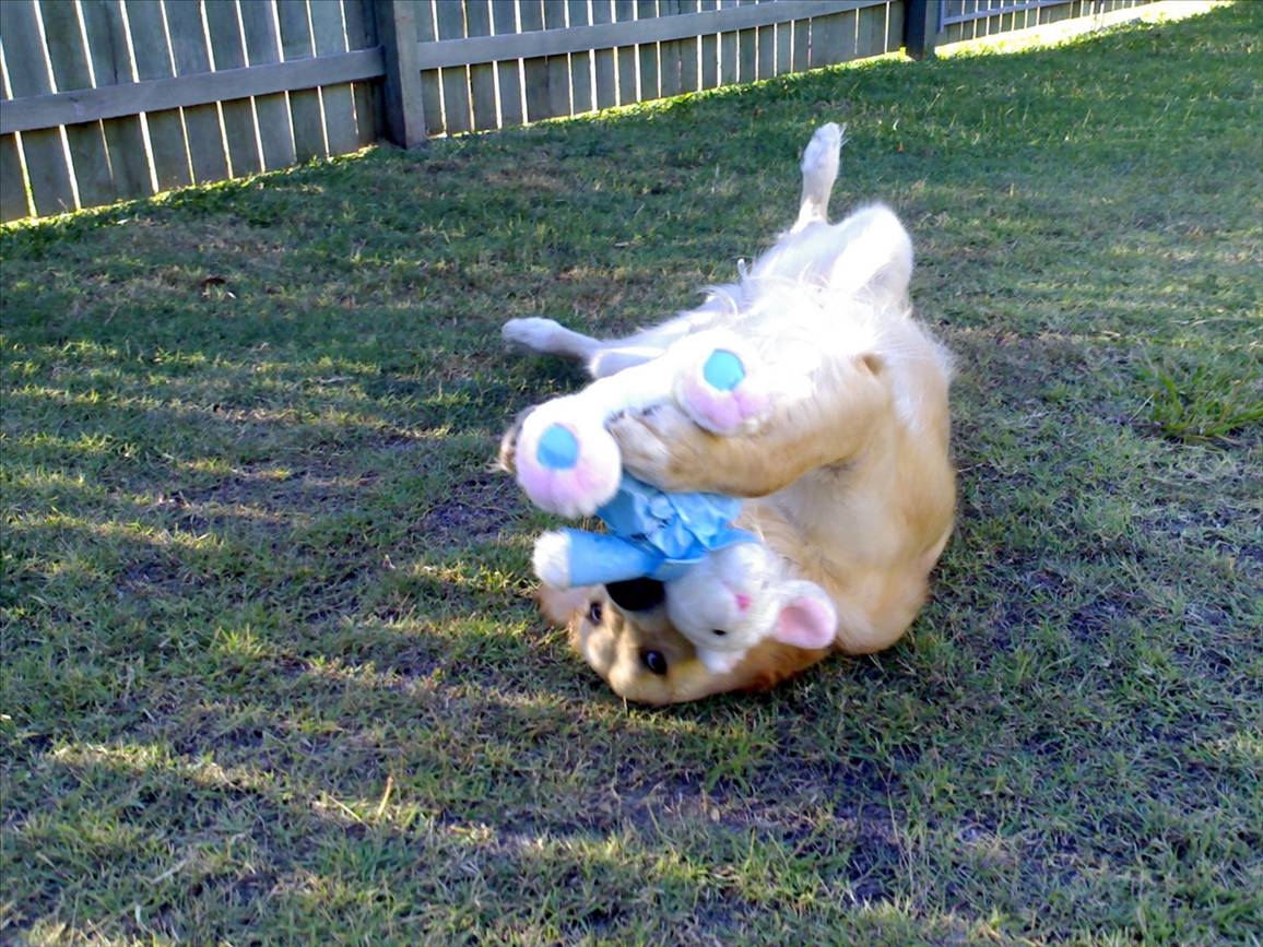 Savageing the poor easter Bunny