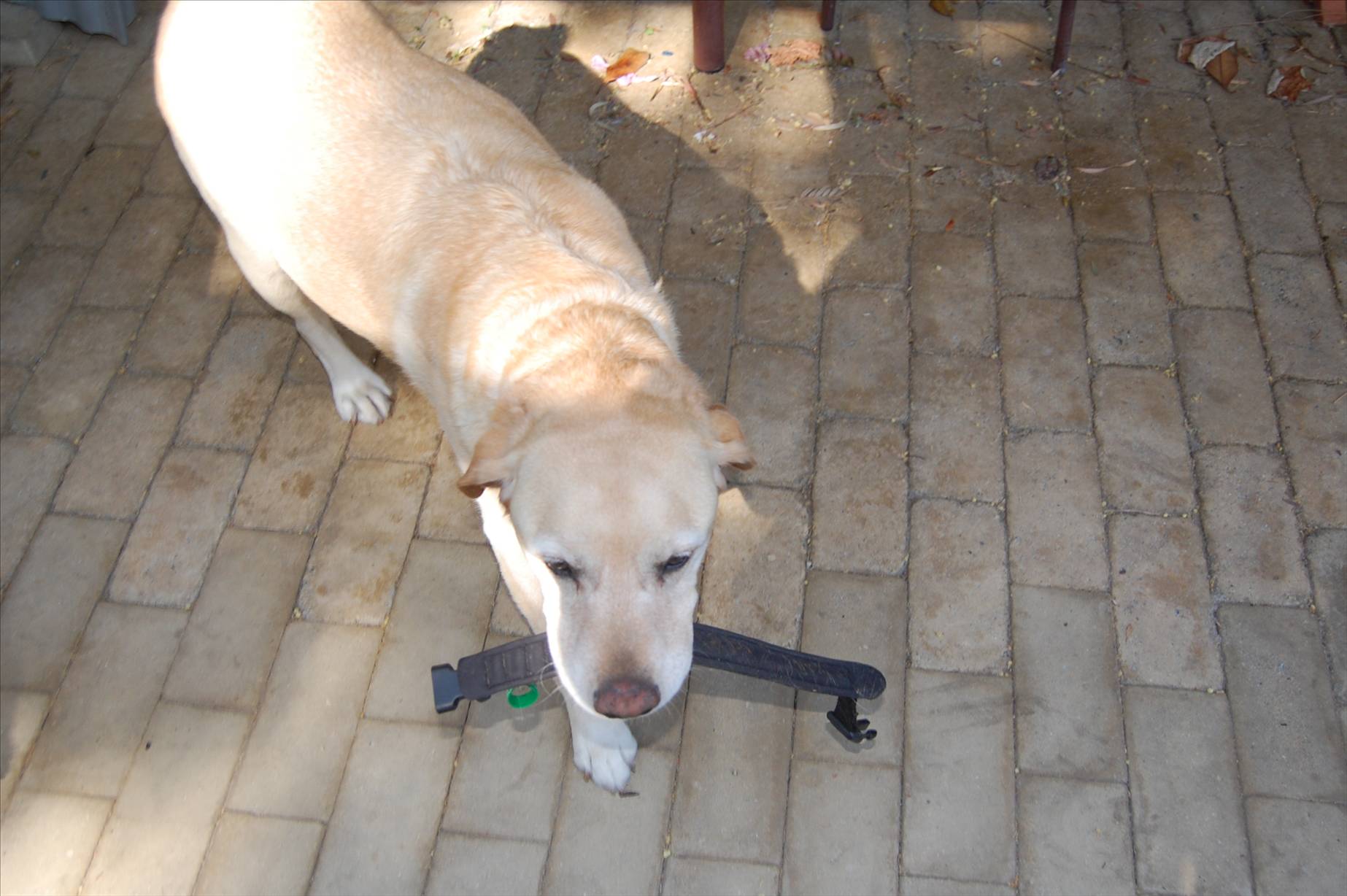 our two dogs, penny(lab) and ali(boxer)
