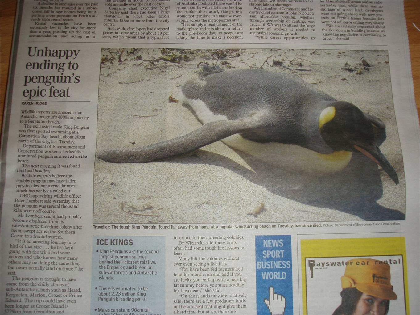 King Penguin far from home