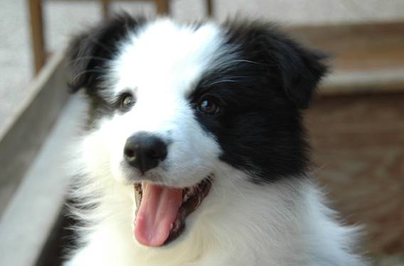 Family dog Roxy at 9 weeks of age
